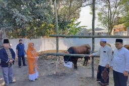 Wali Kota Ika Puspitasari sarankan sembelih hewan kurban di RPH