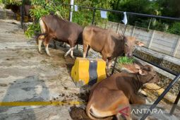 Polda Bengkulu kurban 116 hewan ternak pada Idul Adha 1444 Hijriah
