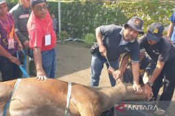 Kemenang Rejang Lebong catat 1.281 ekor hewan kurban disembelih warga