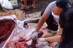 Pemkot Denpasar terjunkan petugas periksa hewan kurban di 145 lokasi penyembelihan
