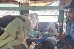 Balai Karantina catatan ribuan hewan kurban masuk Balikpapan