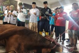 Masjid Al Akbar distribusikan daging sapi kurban milik Jokowi