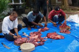 Kejari Medan salurkan  370 kantong daging kurban