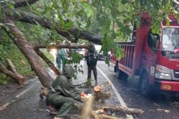 BPBD ingatkan warga waspada longsor dan pohon tumbang di lintas barat selatan Aceh