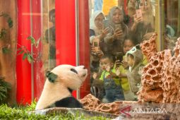 Taman Safari Bogor sambut libur sekolah dengan pertunjukan edukasi dan konservasi