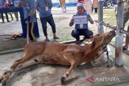 Kebutuhan sapi kurban di Bangka diprediksi 1.229 ekor