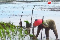 DPRD dorong pengembangan pertanian di Seruyan Hilir dan Timur