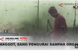 Maggot, pengurai sampah organik di Kota Depok