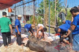 Pemkot Depok catat 22.757 ekor hewan kurban disembelih pada Idul Adha