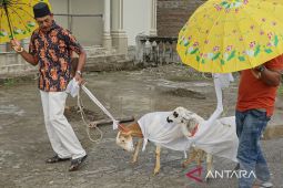 Unik berkurban di Aceh, hewan diselimuti dengan kain kafan