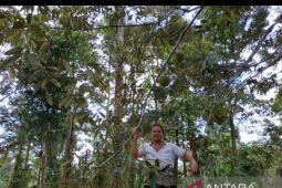 Bangka Tengah kembangkan wisata kelekak di Desa Namang