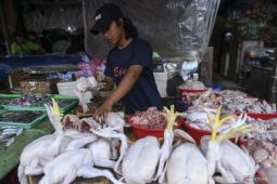 NFA bersama pemerintah jual daging ayam ras murah untuk jaga inflasi