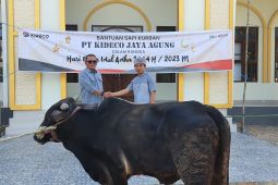 Sambut Idul Adha 1444 H, Kideco bagikan ratusan sapi kurban kepada masyarakat lingkar tambang