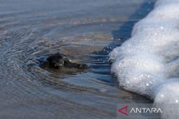 Puluhan tukik ditemukan terdampar di Pantai Cengkrong Jatim