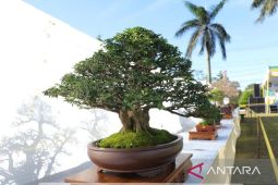 Pj Gubernur Suganda apresiasi pegiat tanaman bonsai