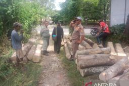 Satpol PP periksa pelaku penebang pohon di lahan milik Pemkab Sukabumi