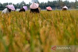 Mentan instruksikan pemda siapkan lumbung pangan hadapi El Nino
