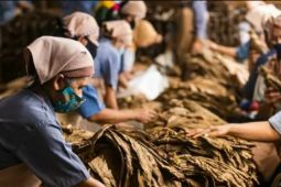 Asosiasi Tembakau soroti pasal 156 RUU Kesehatan berpotensi lemahkan industri