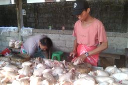Harga daging ayam di Bali turun Rp1.000 per kilogram