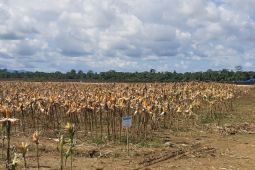 70 petani di Keerom disiapkan untuk panen jagung bersama Presiden Jokowi