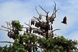 Virus Nipah, warga diminta tak konsumsi buah yang terbuka