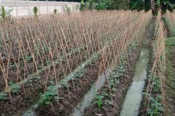 Petani Lebak lakukan gerakan tanam ketimun guna penuhi permintaan pasar