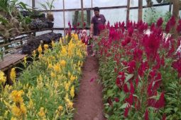 Disparbud Gowa persiapkan Beautiful Malino IV untuk menarik wisatawan