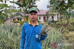Petani nanas yang memiiki semangat luar biasa
