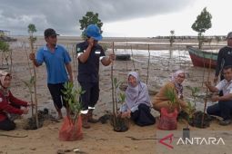 PT Timah-pokmas se-Bangka Barat tanam ratusan mangrove