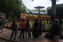 Manajemen KBS catat kenaikan jumlah kunjungan saat masa libur sekolah