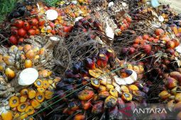 Harga TBS kelapa sawit Kaltim periode 1-15 Juli  Rp2.099,15 per kg