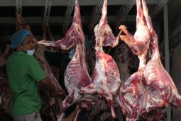 Info Haji - Daging dam yang akan dikirim ke Indonesia mulai pengemasan