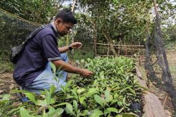 Mengembalikan kejayaan kopi liberika Sendoyan Kalbar