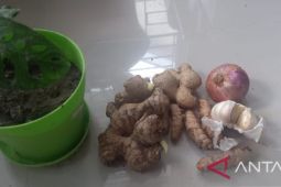 BBPOM ikut berkontribusi pecahkan MURI pada gerakan tanam 10.000 tanaman obat