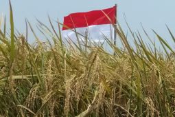 Produksi padi di Purwakarta capai 157.454 ton gabah kering giling
