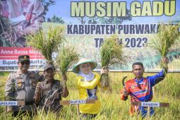 Panen raya musim gadu di Purwakarta hasilkan 52.336 ton gabah  kering giling