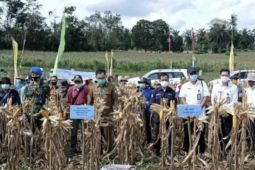 Bengkayang bertekad jadi sentra jagung Kalbar