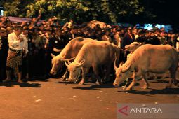 Kirab malam 1 Sura, Keraton Surakarta siapkan enam ekor kebo bule