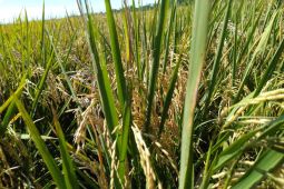 Pemkab Purwakarta siapkan areal sawah untuk produksi beras nutri zinc