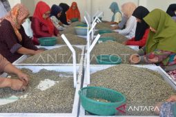 Sebanyak 39,4 ton kopi arabika Gayo di ekspor ke AS dan Denmark