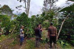 Petani Sambas senang Gubernur Sutarmidji gencar promosi kopi liberika