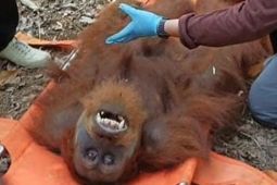 BKSDA evakuasi orang utan terjebak di perkebunan warga Aceh Tamiang