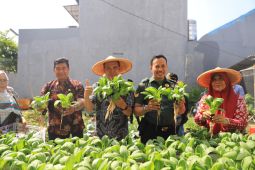 DKP Tangerang sebut tanam pakcoy jadi pendapatan baru masyarakat
