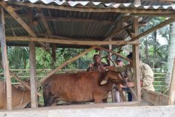 Distankan Rejang Lebong tangani 27 kasus ternak terjangkit LSD