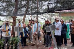 Belitung jadi lokasi pusat penelitian mangrove kelas dunia