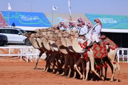 Lembaga investasi Saudi dirikan perusahaan, dongkrak industri susu unta