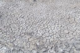Petani Karawang keluarkan biaya produksi lebih besar karena dampak kekeringan