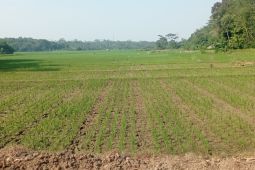 BPBD Lebak petakan 12 kecamatan masuk daerah rawan kekeringan