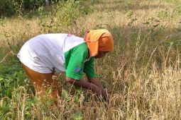 Waspada El Nino sebabkan malnutrisi imbas ketahanan pangan terganggu