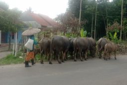 Ternak kerbau di Lebak masih jadi andalan ekonomi keluarga